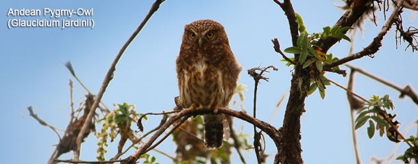 Birding Manu National Park