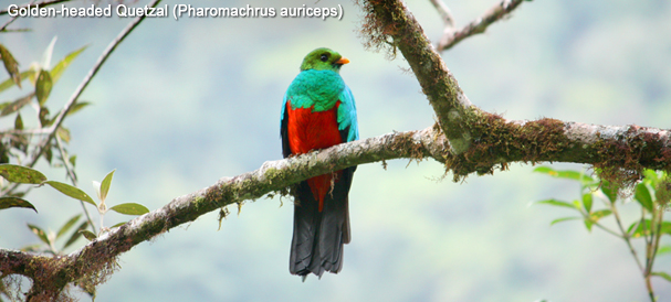 Birding Manu & Machupicchu