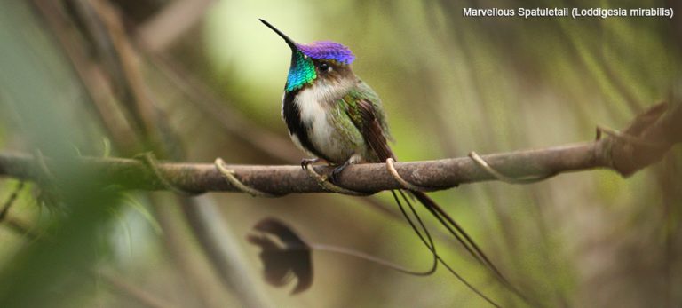 Birding Northern Peru