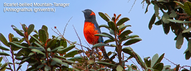 Birding Manu Cloud Forest
