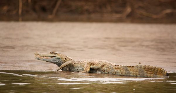Manu-Birding-Lodge-97