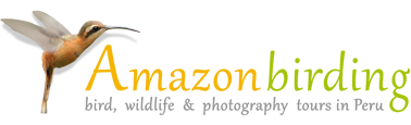 Amazon Birding-Bird, wildlife & photography tours in Peru