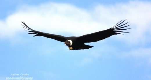 andean-condor