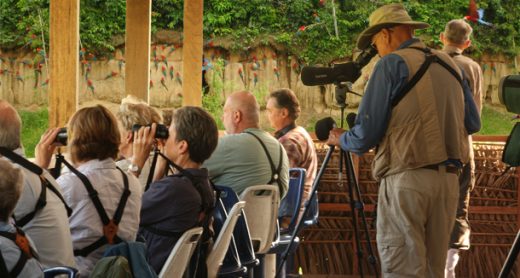 birding-at-the-macaw-clay-lick