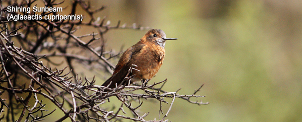 Birding Manu Biosphere